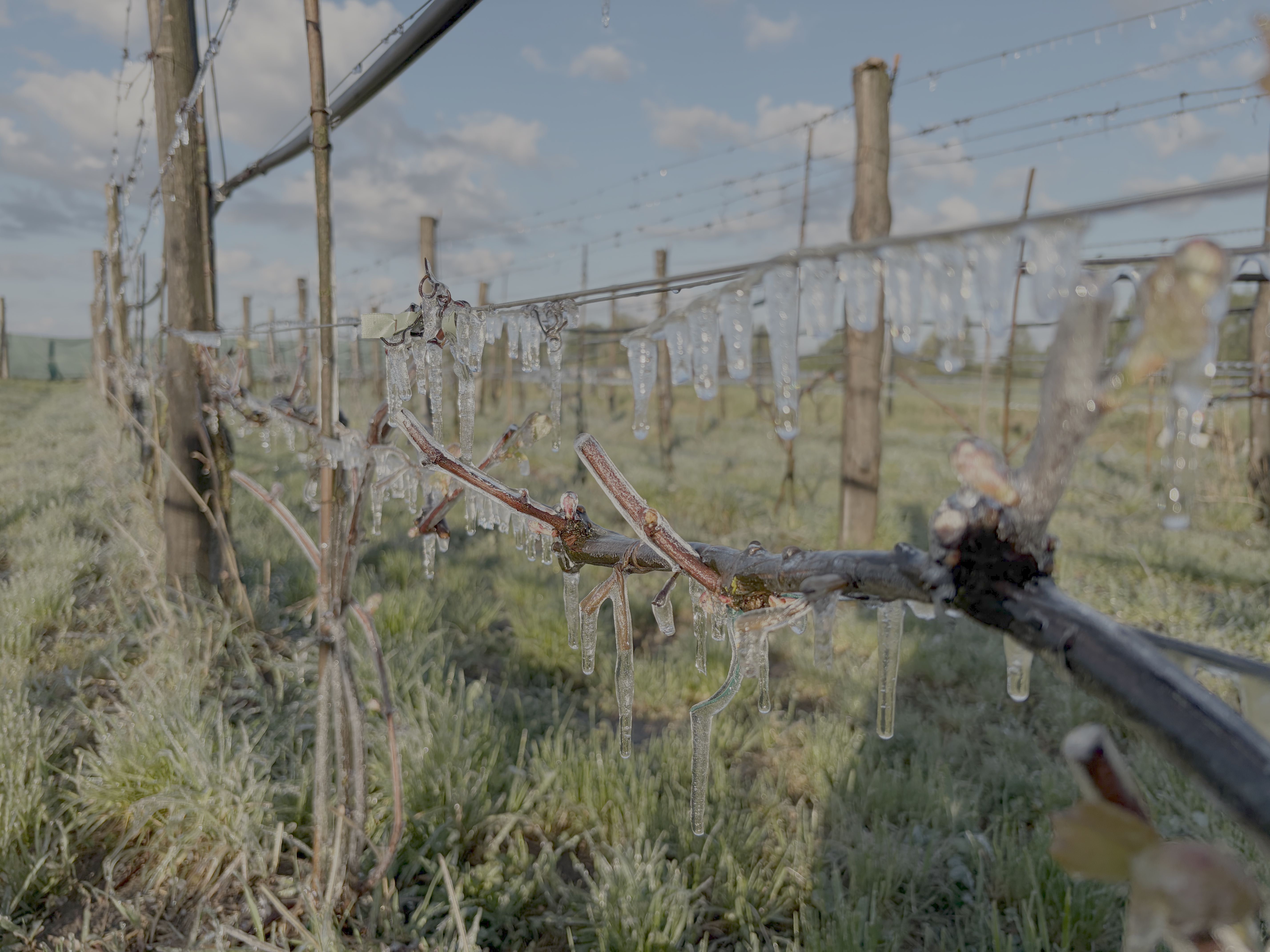Shoots in the morning after a night of irrigation